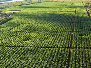 Programa de dívida rural do BNDES já aprovou R$ 7,2 bi em financiamentos