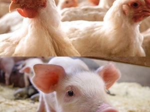 Custos de produção de suínos e de frangos de corte já subiram mais de 30% nos últimos 12 meses