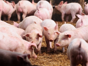 De janeiro a julho, Brasil embarca 413 mil/ ton de carne suína
