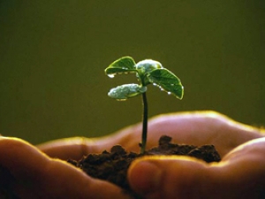 Ecoforte destina R$ 25 milhões para projetos de agroecologia