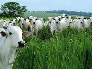 Valor Bruto da Produção Agropecuária deve chegar a R$ 448,9 bilhões em 2014
