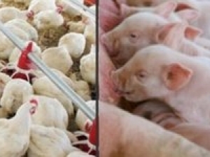 DSM expande fábrica no Ceará e passa a produzir suplementos nutricionais para aves e suínos