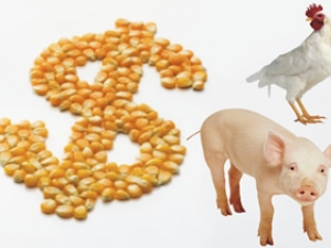 Preço das carnes de aves e suínos pode subir, diz ABPA