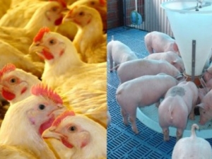 Primeira semana do ano registra estabilidade no preço do suíno vivo e váriáveis no frango