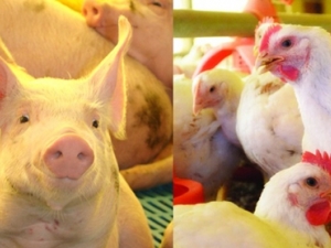 Pesquisa aponta aumento de 16,7% no preço do frango; carne suína apresentou redução 17,6%