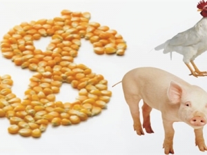 Custos de produção de suínos e frangos sobem influenciados por gastos com nutrição