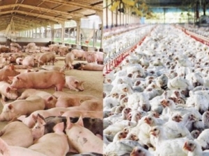 Santa Catarina e o mercado mundial de carnes