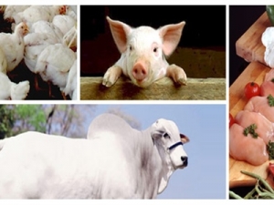 Brasil avançará no mercado de carnes na próxima década, diz Rabobank