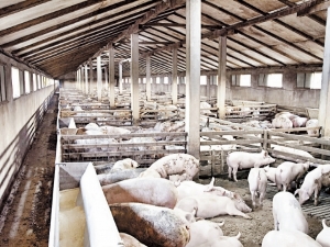 China libera compra de aves e suínos de 4 novos frigoríficos no Brasil