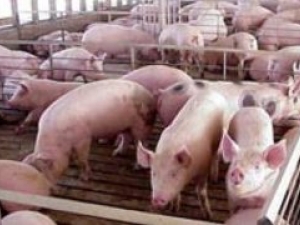 Produção de carne suína em 2015 deve se recuperar