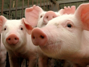 Portaria sobre produção de suínos sem ractopamina pode abrir novos mercados