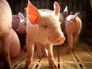 Cotações do suíno vivo e da carne seguem em queda