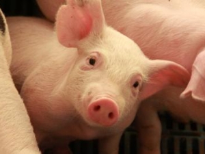 Suinocultores animados com preço do suíno, investem nas granjas