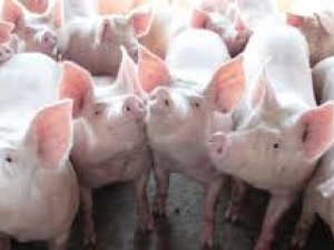 DF: EaD Senar ensina técnicas modernas e eficientes para melhorar a produtividade e qualidade do reb