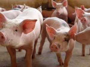 SC prorroga redução de ICMS sobre suínos até 30 de junho