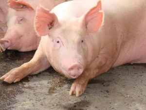 Carne suína registra desvalorização de até 8% na primeira quinzena