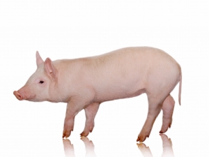 Exportações têm ajudado no escoamento de carne suína