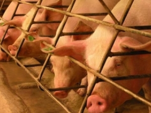 Suinocultores podem produzir de forma sustentável e com aumento de renda