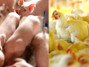 Aumento da demanda eleva preços de frango e suíno em junho