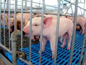 Gerenciamento hídrico na suinocultura reduz uso da água em até 50%