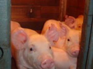 Estabilidade nas granjas e no atacado do mercado de suínos