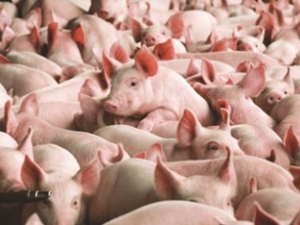 Mercado de suínos experimenta “comportamento de manada”