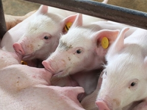 Maternidade: quem cuida, lucra