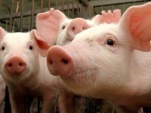 Mercado de suínos tem valorização na comparação anual