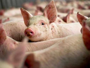 Preços dos suínos caíram na granja e no atacado em julho, na comparação mensal