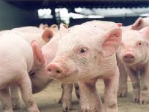 CNA estima crescimento na produção de suínos em 2,0%, em relação a 2015
