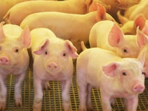 Brasil deve manter 4° lugar em produção e exportação de carne suína até 2018