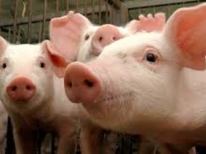 Carne suína cresce em produção e consumo na Argentina
