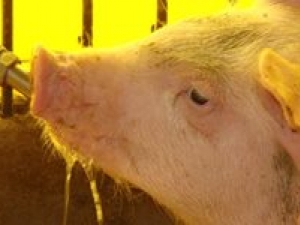 Ceva Saúde Animal inova com lançamento de nova molécula de amplo espectro para tratamento solúvel em