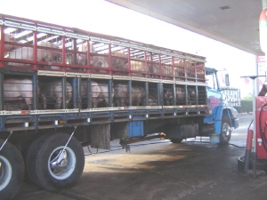 Transporte de animais vivos ainda desafia a suinocultura brasileira