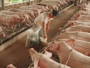 Poder de compra do suinocultor é o pior do ano