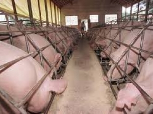 Setor de suinocultura em SC está otimista com projeção do 2º semestre