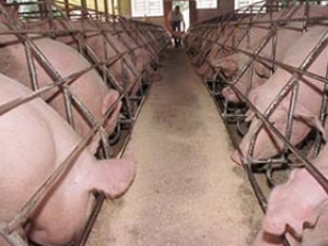 Queda no poder de compra do suinocultor em relação ao milho