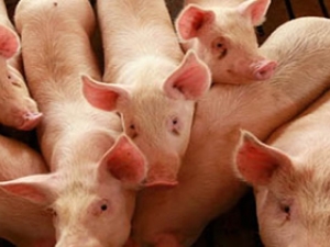 Suinocultura dribla crise financeira e prova potencial da carne suína brasileira, diz ABCS