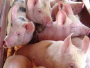 Suinocultura: com apoio do PNDS, Senar lança capacitação gratuita