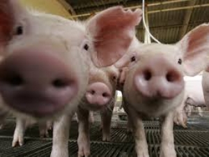 Projeto Suinocultura de Baixa Emissão de Carbono apresenta soluções tecnológicas