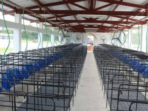 Estação de recepção de suínos importados terá R$ 2 mi para ampliação