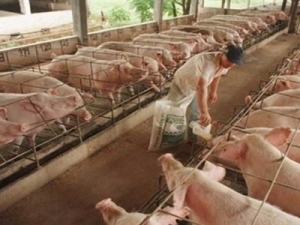 Suínos/Cepea: Cai poder de compra de produtor paulista frente ao milho
