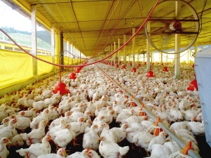 FRANGO/CEPEA: Demandas interna e externa sustentam preços da carne
