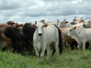 Mapa promove ações que garantem bem-estar animal
