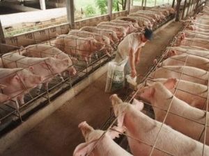 SP: exportações de carne suína cresceram 18,71% em maio, diz Abipecs