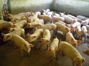 Secretaria da Agricultura anuncia medidas para enfrentar crise da suinocultura