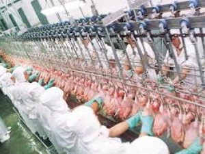 FRANGO/CEPEA: Preço do vivo recua quase 30% na parcial do ano