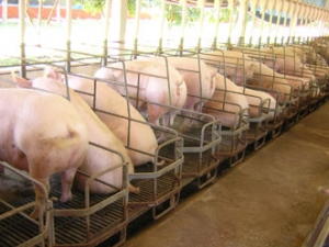 MT: Granja sustentável modelo produz carne e grão sem poluir!