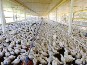 México aceita garantias sanitárias para importação de carne de frango do Brasil