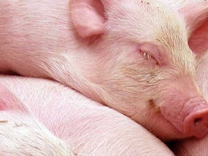 Brasil começa o ano exportando mais carne suína in natura